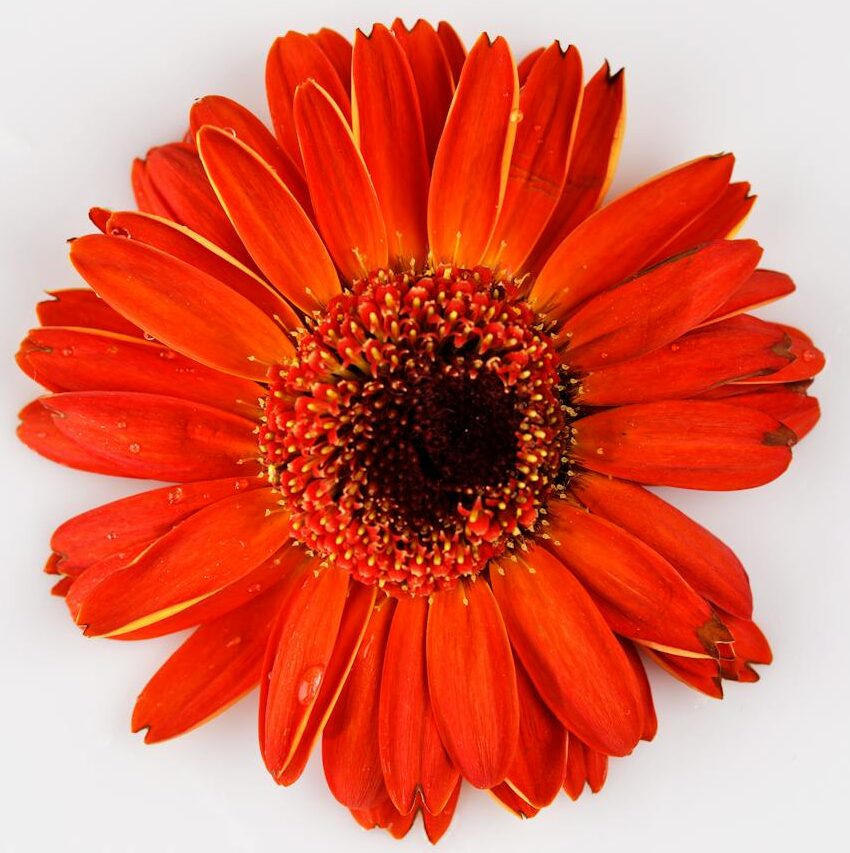 A striking orange Gerbera daisy centered on a clean white background, perfect for design use.